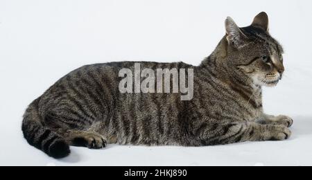 Brown Mackerel tabby cat sitting on floor Stock Photo