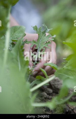 Harvesting stirfry mix salad leaves growing in vegetable bed Stock Photo