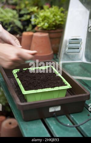 Celeriac seeds sown in propagator Stock Photo