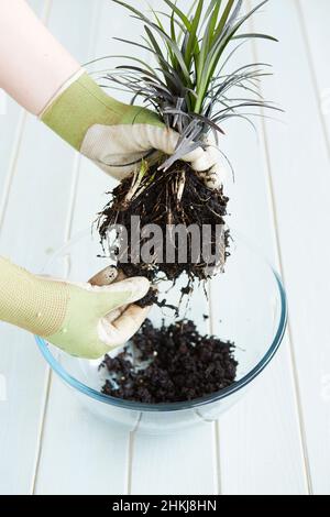 Kokedama hanging plants Stock Photo