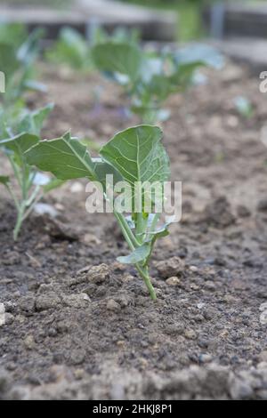 Brussels sprouts (Brassica oleracea 'Maximus') seedling Stock Photo