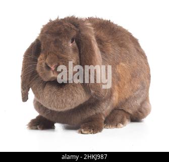 Large brown lop-eared rabbit Stock Photo