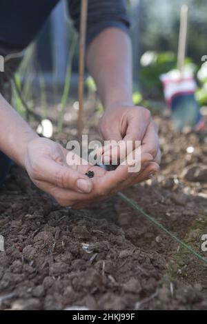 Sowing celery (Apium graveolens var dulce 'Martine') seeds Stock Photo
