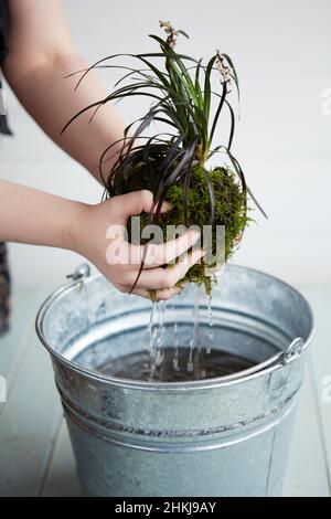 Kokedama hanging plants Stock Photo
