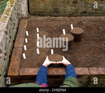 Hands placing lattice pot in raised bulb bed Stock Photo