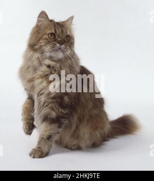 Chocolate tortie tabby Persian longhaired cat Stock Photo