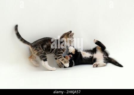 Two young kittens play fighting Stock Photo