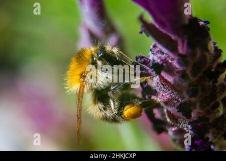 Macro of a Moss carder bee (bombus muscorum) feeding on a lanvender Stock Photo