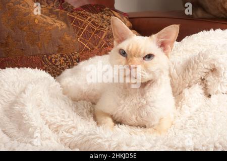 Cream point si-rex Devon rex cat Stock Photo