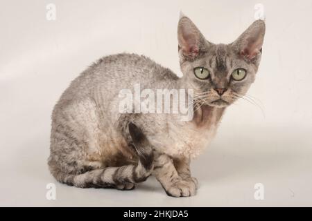 Purebred Devon rex cat Stock Photo