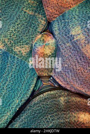Vitamin C, polarised light micrograph Stock Photo