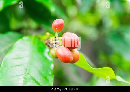 Coffee beans in a plantation, Basse-Terre, Guadeloupe Stock Photo