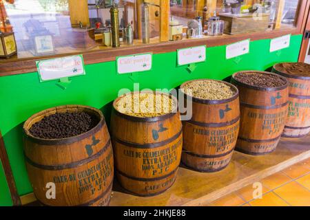 Coffee beans in a plantation, Basse-Terre, Guadeloupe Stock Photo