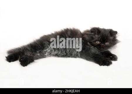 Black smoke Persian kitten lying down Stock Photo