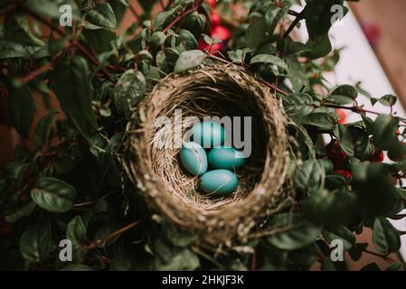 Nest of four blue Robin's eggs in plant