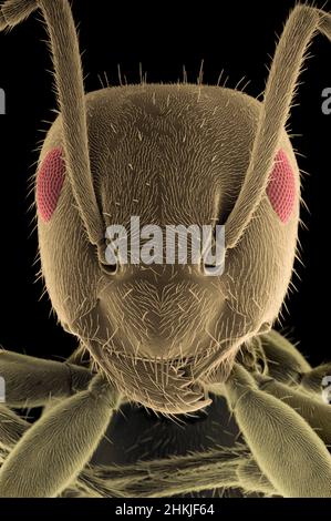 Head of the garden ant, Lasius niger Stock Photo