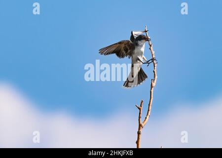 An Eastern Kingbird getting ready to land on a tall thin branch framed by blue sky above and soft white clouds below.
