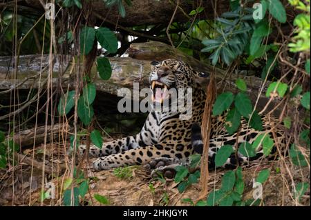 Jaguar yawning in the forest Stock Photo