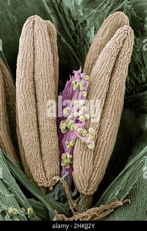 Floret of annual meadow grass, Poa annua Stock Photo