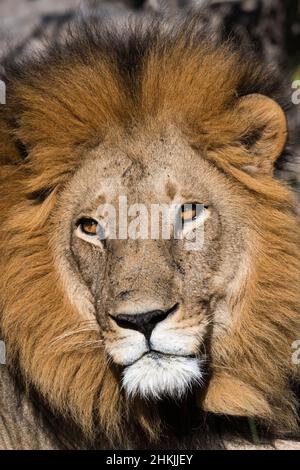 Male lion Stock Photo