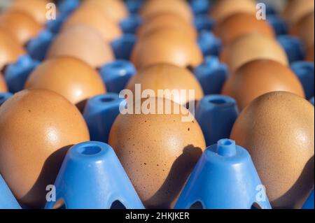Free range eggs Stock Photo
