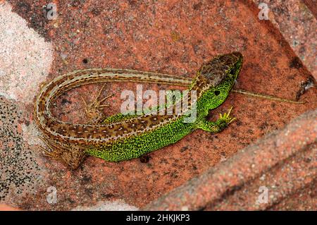 Sand lizard Stock Photo