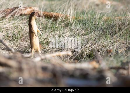 Long tailed weasel in the wild Stock Photo