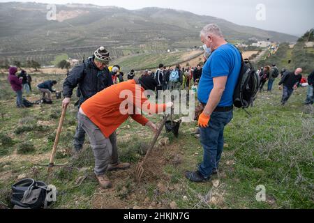 Israeli Peace activists planting an olive tree in Burin. Hundreds of Israeli and Palestinian peace activists had planted olive trees in the Palestinian village of Burin, below the Jewish illegal outpost of Givát Ronen. Two weeks prior to the event, a group of Jewish peace activists who arrived for olive plantation were violently attacked by the youth of Givát Ronen. Today, the IDF forces had separated between the activists and the settlers. One Israeli activist was arrested during the event. Burin, Palestine. Feb 04th 2022. (Photo by Matan Golan/Sipa USA) Stock Photo
