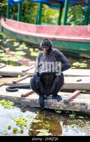 Female spider monkey, at the Community November 3, The Village (Comunidad 03 de Noviembre, La Aldea) Stock Photo