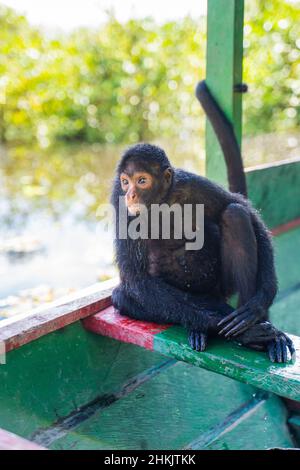 Female spider monkey, at the Community November 3, The Village (Comunidad 03 de Noviembre, La Aldea) Stock Photo