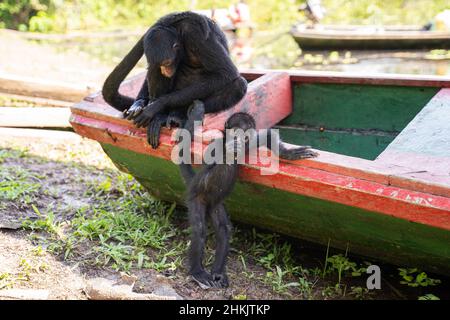 Female spider monkey and her baby, at the Community November 3, The Village (Comunidad 03 de Noviembre, La Aldea) Stock Photo