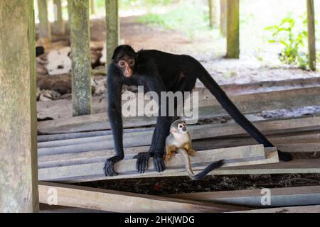 Female spider monkey, hat the Community La Aldea, Amazon, Peru Stock Photo