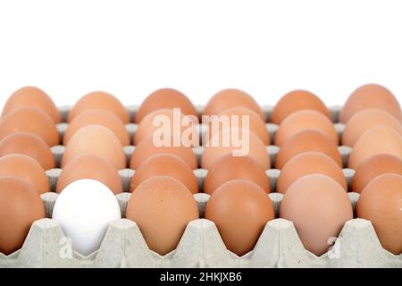 white egg between brown eggs on an egg tray