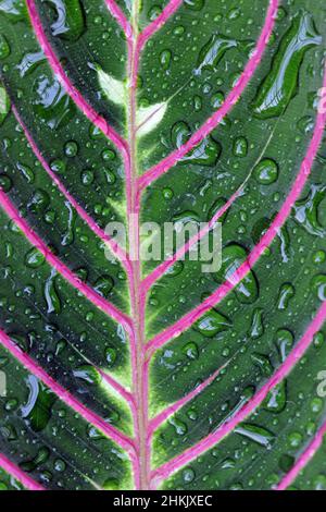 Prayer Plant, Red-veined Maranta (Maranta leuconeura 'Erythroneura'), leaf with water drops Stock Photo