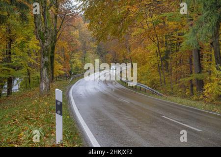 wet country road through an autumn forest in the rain, Germany, Bavaria, Oberbayern, Upper Bavaria Stock Photo