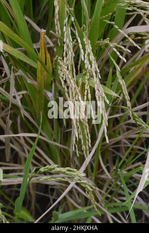common rice (Oryza sativa), rice mature for harvesting, Indonesia, Bali ...