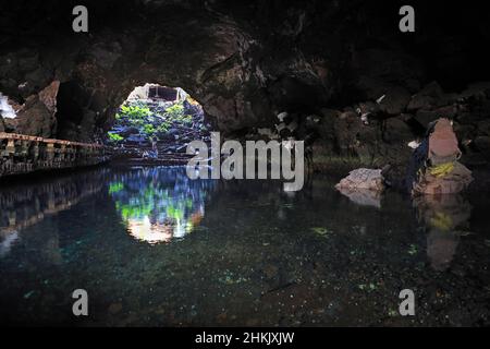 Blind Albino Cave Crab (Munidopsis polymorpha), Endemic albino crab of ...