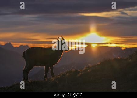 Alpine ibex (Capra ibex, Capra ibex ibex), fawn standing at sunset at a slope side, side view, Switzerland, Bernese Oberland, Beatenberg Stock Photo
