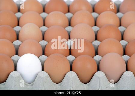 white egg between brown eggs on an egg tray