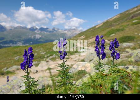 monk's-hood, true monkshood, garden monkshood (Aconitum napellus), blooming at Alp Languard, Switzerland, Bernese Oberland, Beatenberg Stock Photo