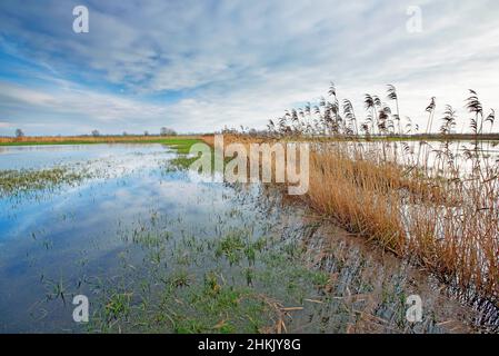 flood in the IJzervallei, Belgium, West Flanders, IJzerbroeken, IJzervallei Stock Photo