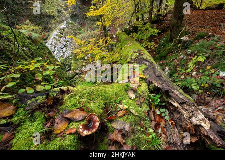 Forest reserve in Chartreuse regional park, France, Savoie, Chartreuse Stock Photo