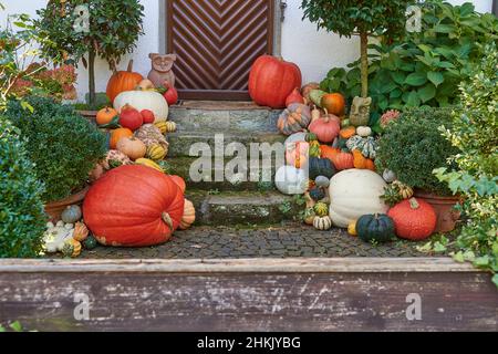 marrow, field pumpkin (Cucurbita pepo), Many different pumpkins for autumn decoration at the entrance of a house, Germany, Hesse Stock Photo