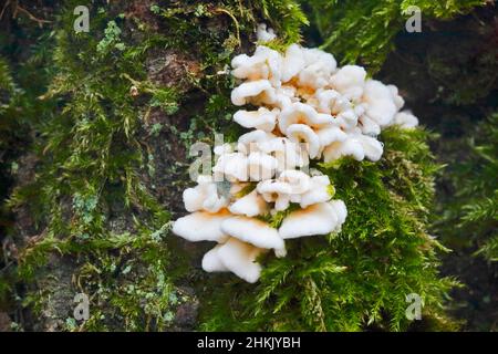 Crimped gill (Plicaturopsis crispa, Plicatura crispa, Plicatura faginea, Cantharellus crispus), Fruiting bodies on a beech trunk, Germany, North Stock Photo