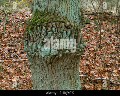 oak (Quercus spec.), old oak trunk with moss and lichens, Germany, Lower Saxony Stock Photo