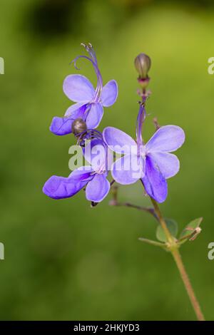 blue butterfly bush (Clerodendrum ugandense, Rotheca myricoides), blooming Stock Photo