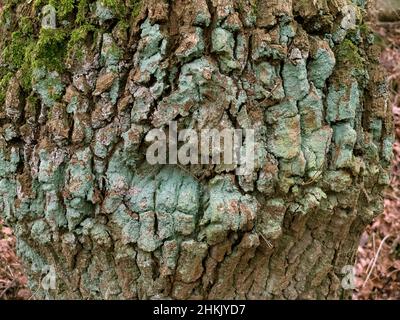 oak (Quercus spec.), old oak trunk with moss and lichens, Germany, Lower Saxony Stock Photo