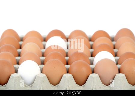 white and brown eggs together on an egg tray