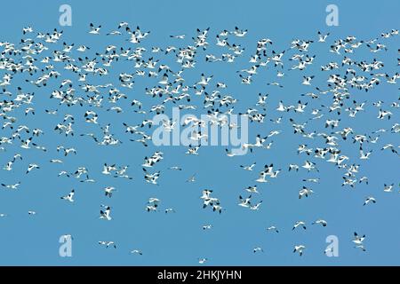 pied avocet (Recurvirostra avosetta), Large flock in flight, Netherlands, Frisia Stock Photo