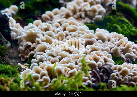 Crimped gill (Plicaturopsis crispa, Plicatura crispa, Plicatura faginea, Cantharellus crispus), Fruiting bodies on a beech trunk, from below, Stock Photo